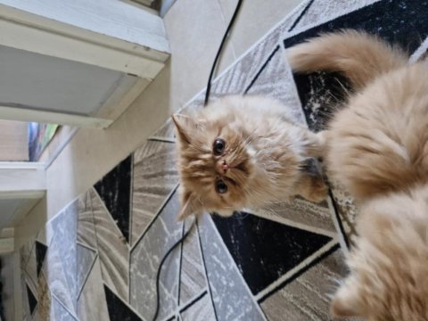 3 Aylık İran Kedisi Kardeşler