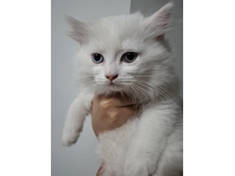 Kendi Kedilerim Acil Sahiplendirilecektir