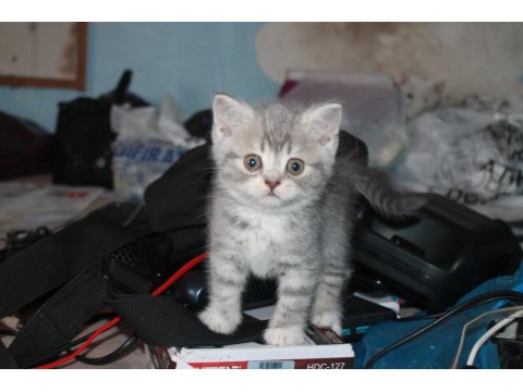 Safkan Beyaz British Shorthair Yavrularımız Yeni Yuvalarını Arıyor!
