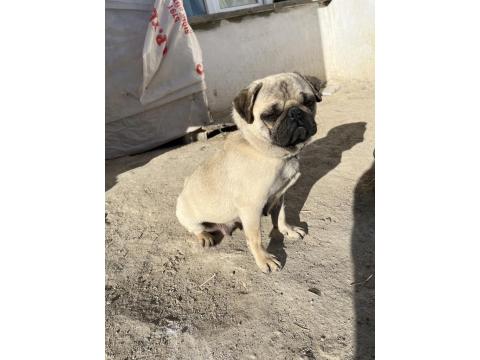 Pug Mops 2 Yaşında Yavrusu 2 Aylık Aşıları Tam