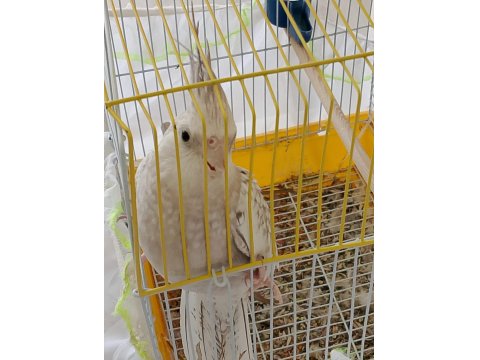 6 Aylık Sultan Papağanı