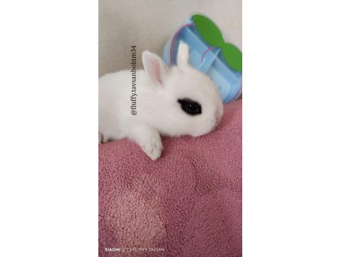 Sürme Göz - Cüce Tavşan Hotot