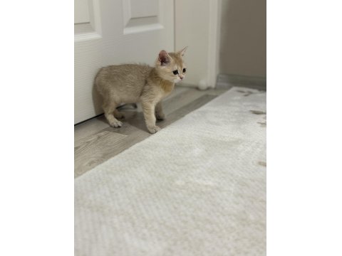 Ny11 Golden British Shorthair