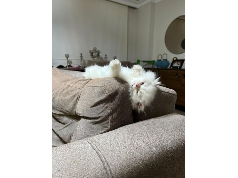 Güzel British Longhair Kızımıza Damat Arıyoruz