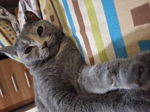 Kedimiz Luna Yeni Yuvasını Arıyor