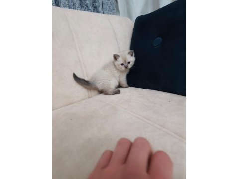 Maviş Kediler Yeni Yuvalarını Arıyor