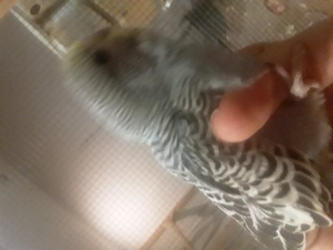 35 Günlük Yeni Yeme Düşmüş Muhabbet Kuşu Uyguna