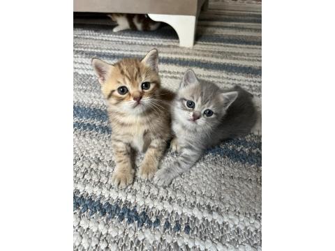Golden British Shorthair Yavrular