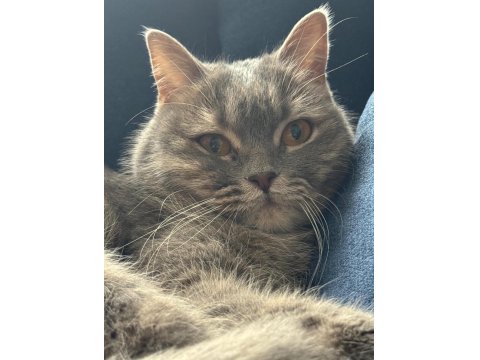 Kedimizi Ücretsiz Sahiplendiriyoruz