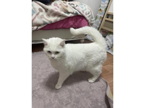 Ücretsiz Sahiplendirme Van Kedimiz