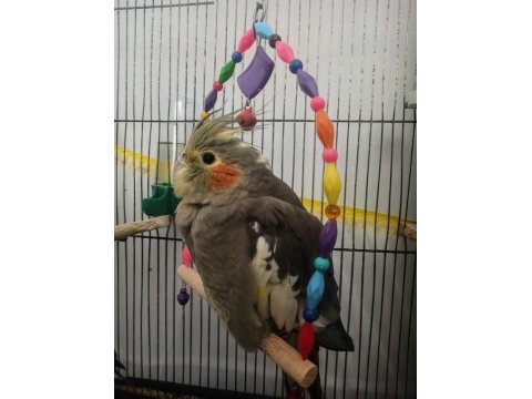 Ultra Evcillik Sultan Papağanı (Omza Gelir)