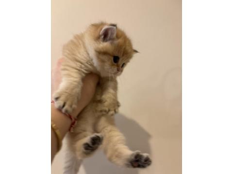 Safkan British Golden Longhair Shorthair Ny12 Yavrular