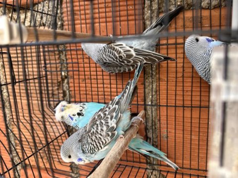 Vasıflı Show Jumbo Genç Üretim Muhabbet Kuşları