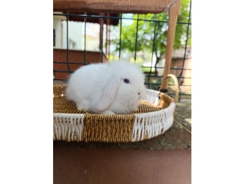 Hollanda Teddy Lop 35 Günlük Tavşan Yavrular