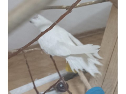 Uygun Fiyat Albino Kırmızı Göz Sultan Papağanı