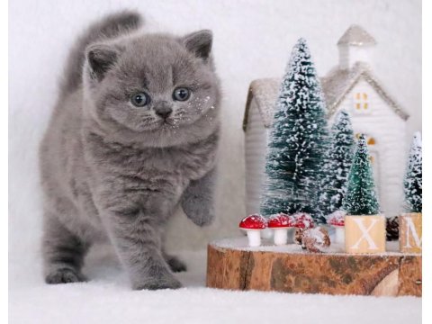 Vazgeçilmez Gri British Shorthair Yavrumuz