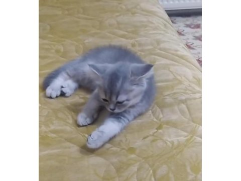 2 Aylık Yavru British Shorthair