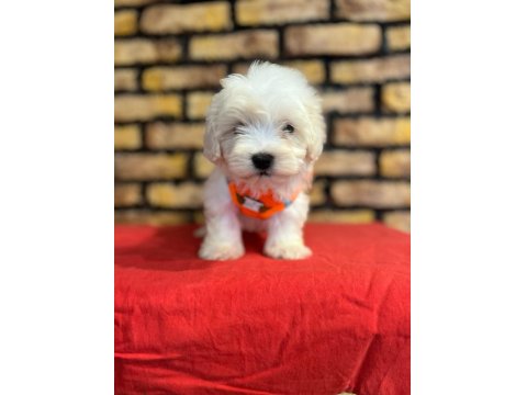 Minik Maltese Terrier Yavrular