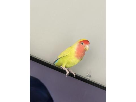 Yavru Cennet Papağanı 6 Aylık