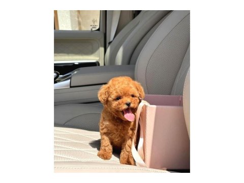Toy Poodle Irkı Yavrular
