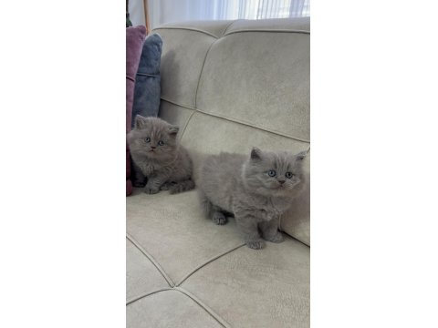 British Longhair Yavru Kedilerimiz
