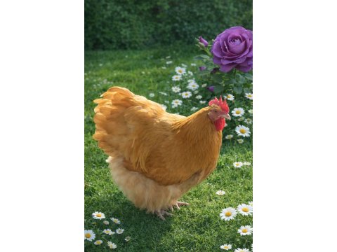 Üreticiden Sağlıklı Ve Irk Özellikli Orpington Civciv Ve Yumurta