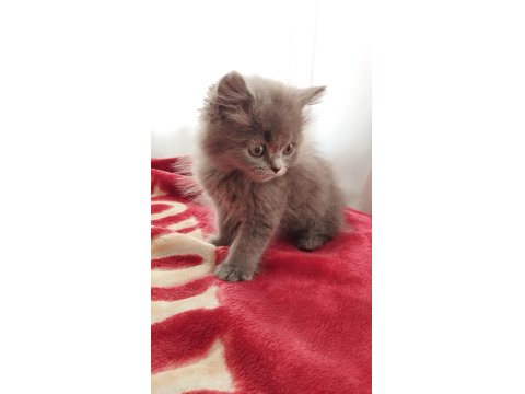 British Longhair Bebekler
