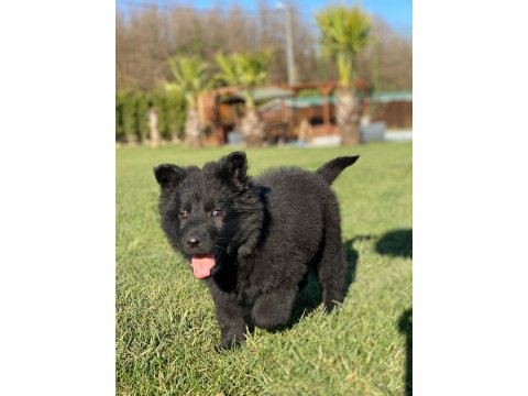 Solid Black (Siyah) Alman Kurdu Yavruları