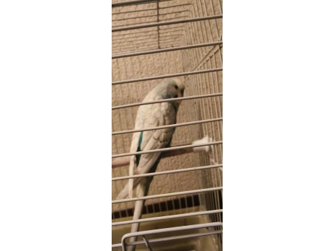 Yavru Muhabbet Kuşu