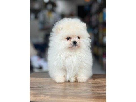 Pomeranian Köpeği Yavruları