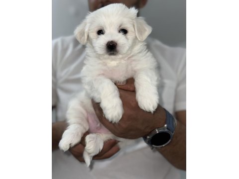 Minik Maltese Yavrularımız Yeni Yuvalarını Bekliyorlar