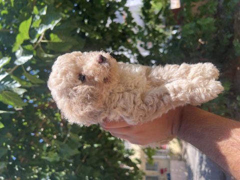 Güzel Maltipoo Yavrularım