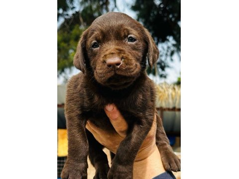 Labrador Arıyorsanız Bu Yavrular Size Göre!