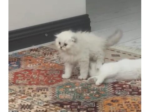 Scottish Fold Longhair Erkek Mavi Gözlü