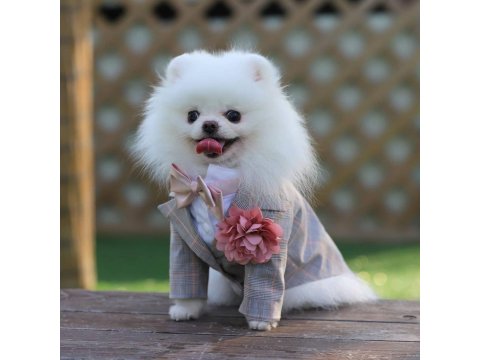 Ayı Surat Pomeranian Yavruları