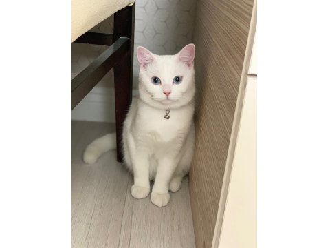 British Kedimiz Lilamız Yeni Yuvasını Arıyor