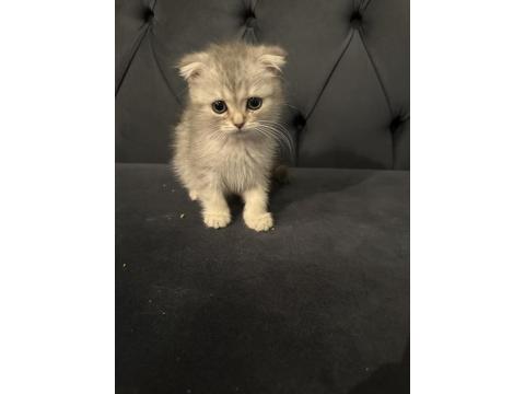 Safkan Scottish Fold Yavrular Ayı Surat 2 Aylık
