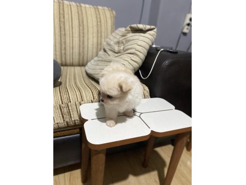 Pomeranian Boo Köpeği