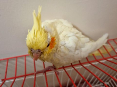 Sarı Tüylü Kırmızı Gözlü Doğuştan Cimbomlu Sultan Papağanı