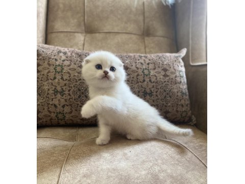 Irk Garantili Scottish Fold Shorthair Silver Bebeğimiz