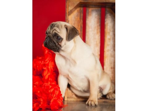 Pug Mops Köpekler Rıfkılar