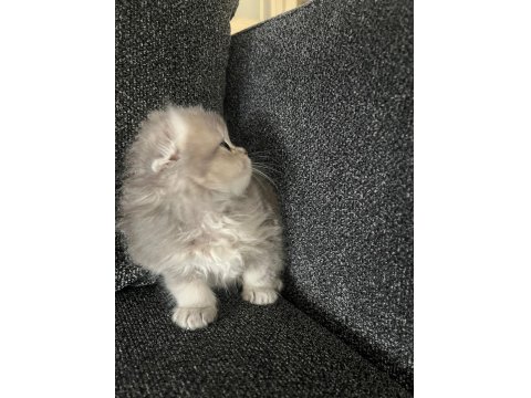 Erkek 55 Günlük Scottish Fold Yavru
