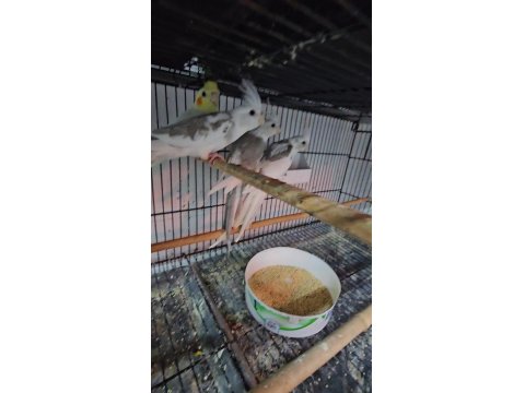 2,5 Aylık Bebek Sultanlar