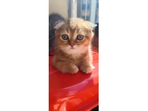 Scottish Fold Kedimiz