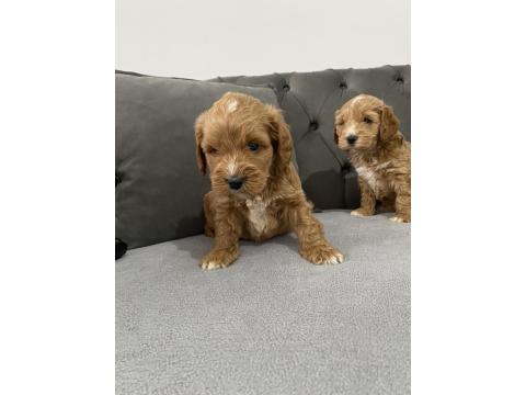 Parti Color Maltipoo Bebekler