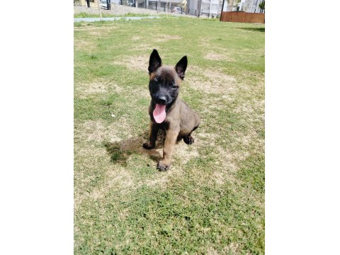 A Kalite Belçika Kurdu Yavruları