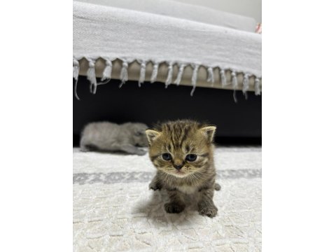 British Yavru Kedimiz