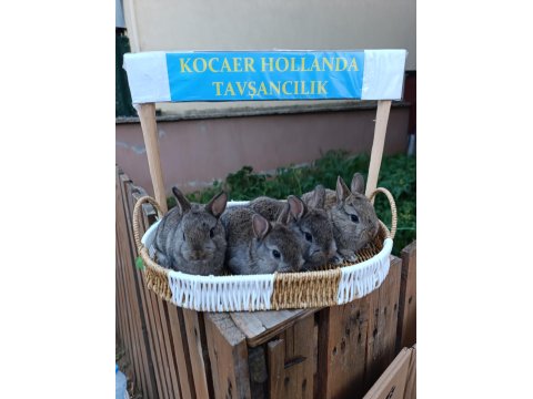 Hollanda Cüce 1 Aylık Tavşan Yavrular