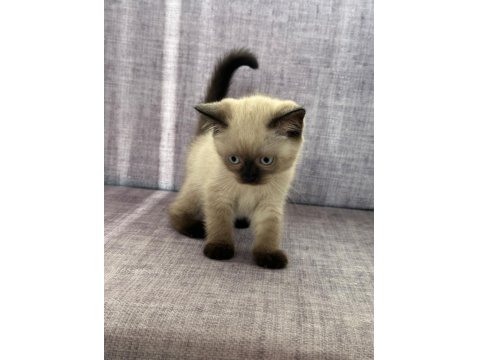 2 Aylık Scottish Fold Blue Point Yavrular