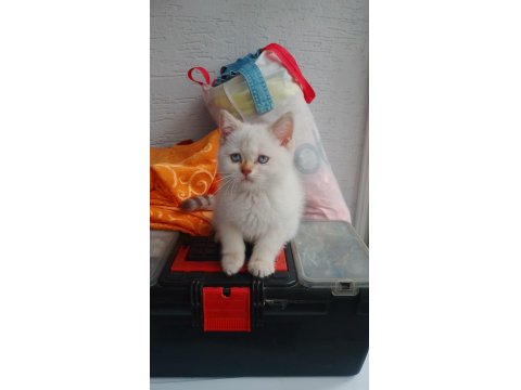 60 Günlük British Blue Point